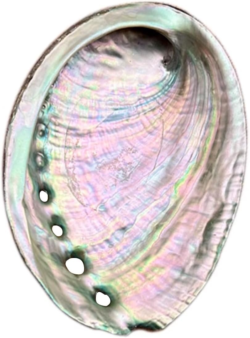 BRBASAP Large Abalone Shell Bowl 4-4.5 Inch Natural Smudge Bowl for Sage Burning and Incense Sea Shell Smudging Bowl for Decor and Display