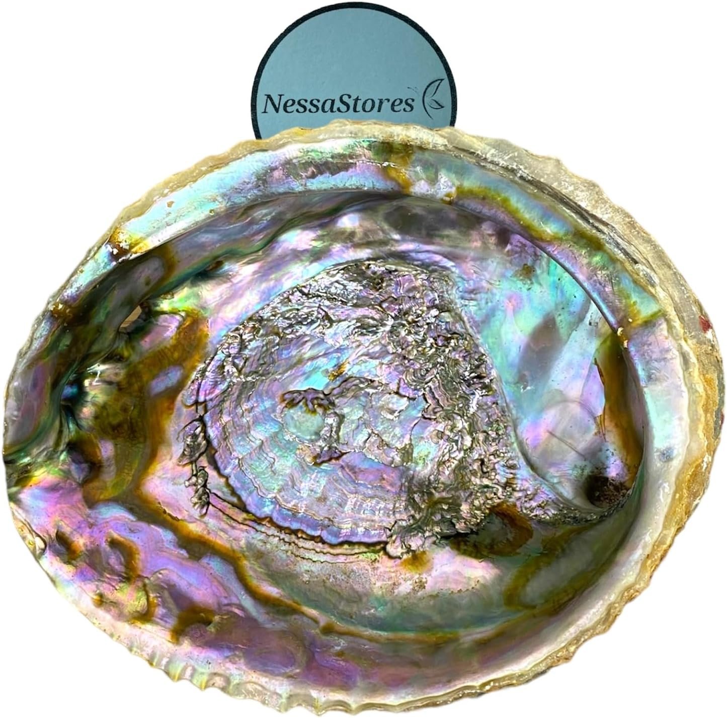 NessaStores Abalone Shell Large 6-7 Inches | Beautiful All Natural Smudge Bowl – Perfect for Smudge Sticks, Incense Sticks and a Sage Smudge Kit. JC-018